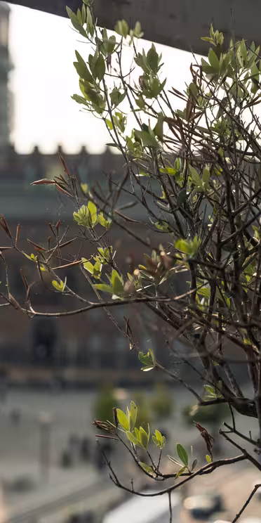 Närbild av ett litet träd med färska gröna blad i förgrunden. I den suddiga bakgrunden finns en stor tegelbyggnad med ett torn på ett urbant torg under en molnig himmel.